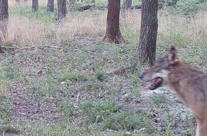 Lencsevégre kapták a farkast – alig 20 km-re Soprontól